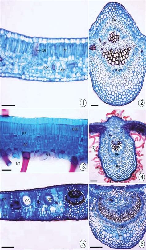 Micrographs Of Cross Sections Of The Leaf Blades 1 2 Acalypha Sp 1 Download Scientific