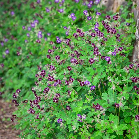 Buy Geranium phaeum | Dusky Cranesbill | Sarah Raven