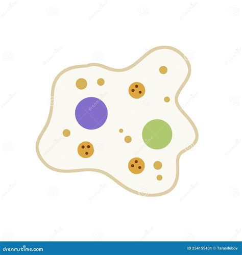 Amoeba Cell Structures Biology Diagram Cartoon Vector 212625131