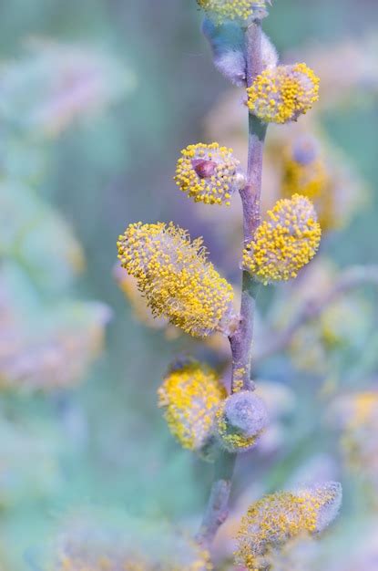 Premium Photo Spring Willow Pussy Flower