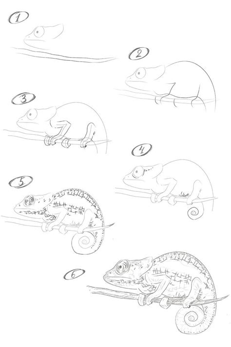 draw  chameleon   pencil step  step drawing lesson