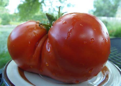 Giant Pink Belgium Heirloom Tomato From Tennessee Etsy