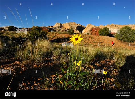 Southern utah desert flowers hi-res stock photography and images - Alamy