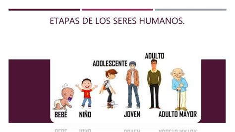 Etapas De Los Seres Humanos Ppt