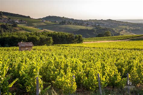 Appellation Aoc Beaujolais Pierres Dor Es