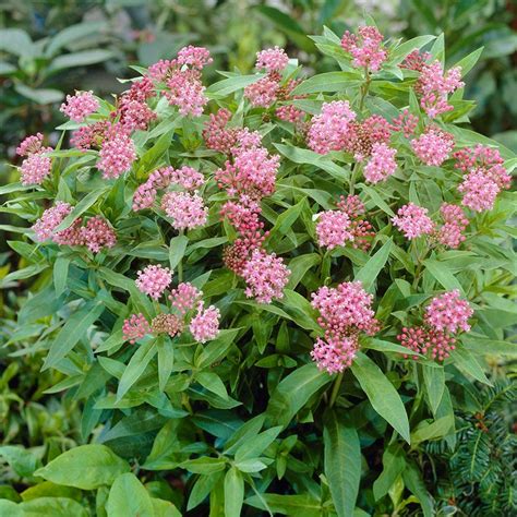 Cinderella Swamp Milkweed Asclepias Incarnata American Meadows