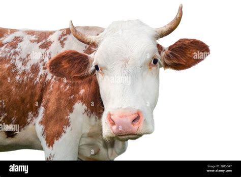 Beautiful Young Red And White Spotted Cow Isolated On White Portrait