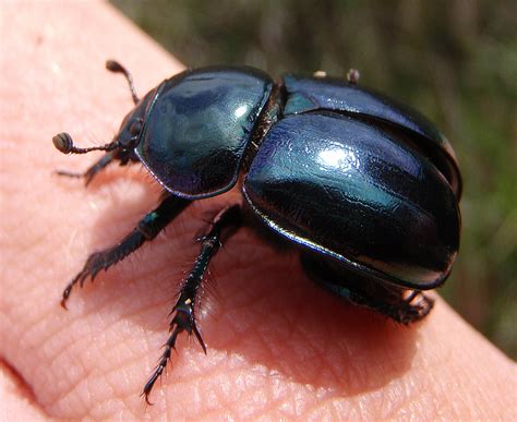 Earth Boring Scarab Beetles The Beetles Order Coleoptera Of Southern