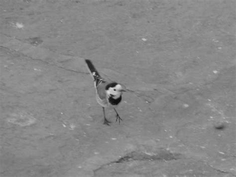 White Wagtail Couple Project Noah