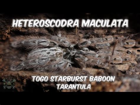 Heteroscodra Maculata Bite