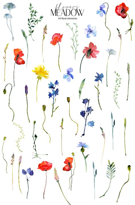 Watercolor Meadow Flowers By Elena Dorosh Thehungryjpeg