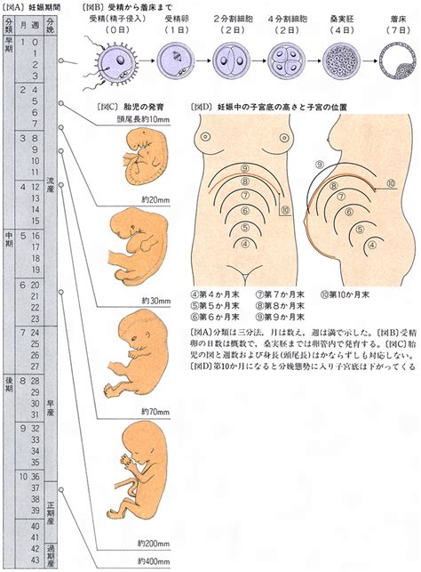 妊娠ニンシンとは？ 意味や使い方 コトバンク