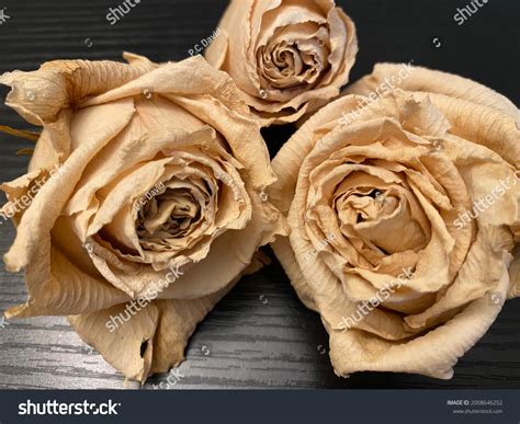 Dried White Roses Black Wood Background Stock Photo 2008646252