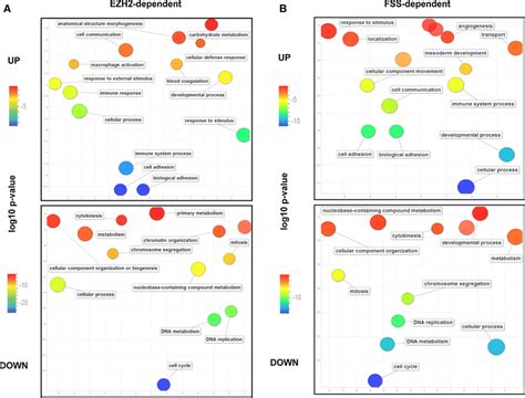 Biological Process Gene Ontology Terms Which Were Significantly