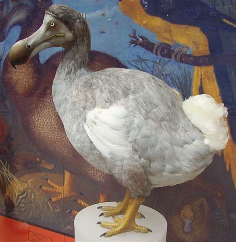 The Extinct Dodo Bird | HubPages