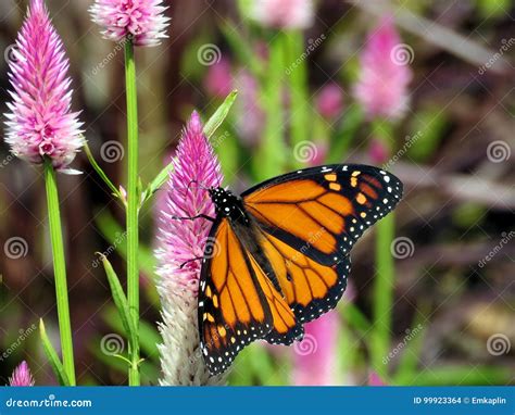 Mariposa De Monarca Del Lago Toronto En Una Flor Hermosa Foto De