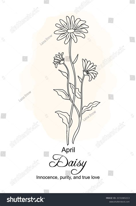 Daisy April Birth Month Flower Print Stock Vector Royalty Free