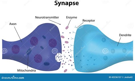 Synapse Labeled Diagram Cartoon Vector | CartoonDealer.com #42236157