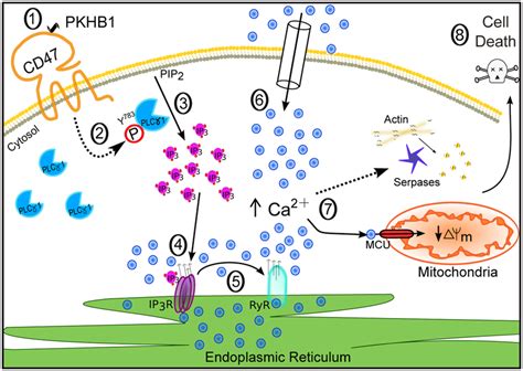 Schematic Representation Of Cd Mediated Pcd In Cll Cells Cd