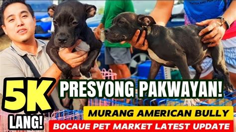 Murang Bully K Lang Presyong Pakyawan Bocaue Pet Maket Latest