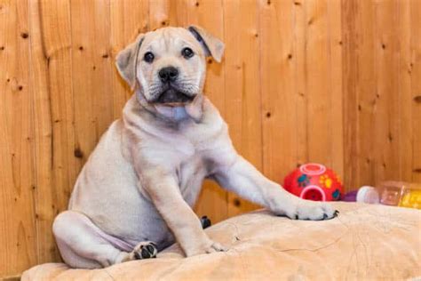 How To Care For A Labrador Puppy The Proper Way?