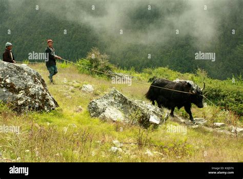 Yak Nepal High Resolution Stock Photography And Images Alamy