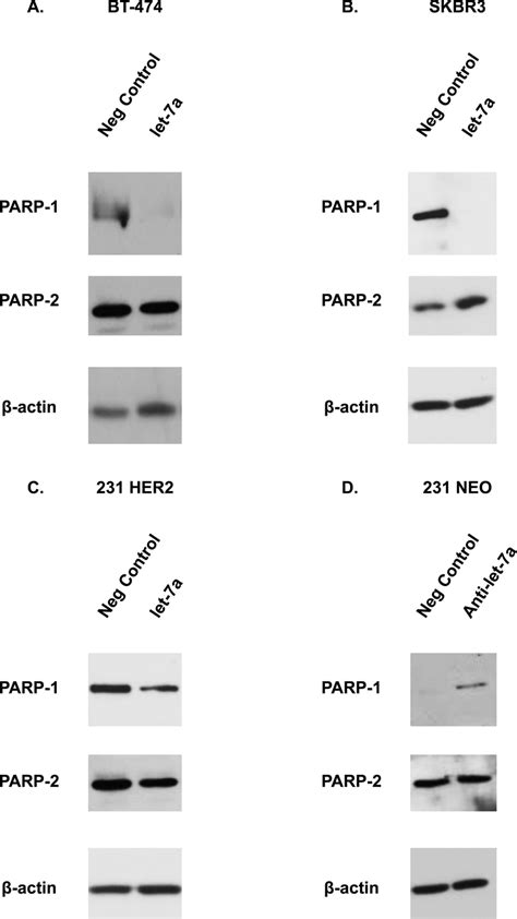 Let 7a Regulates PARP1 Expression In Human Breast Cancer Cells A C