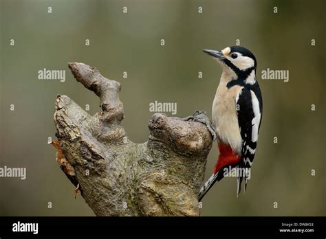 Great Spotted Woodpecker Dendrocopos Major Female Stock Photo Alamy