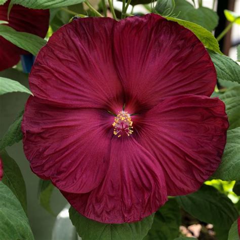 Create A Long Lasting Vibe With Hardy Hibiscus National Garden Bureau