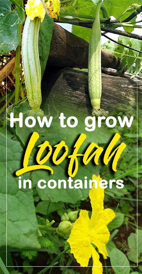 How To Grow Luffa Artofit