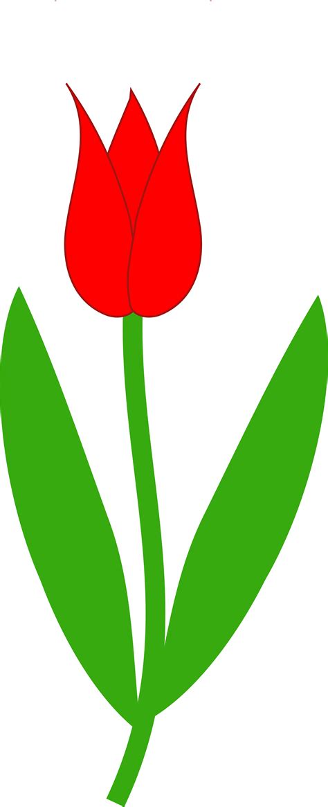 Free Tulip Cliparts Outline Download Free Tulip Cliparts Outline Png