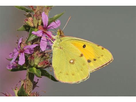 De Vlinderstichting Vlinder Oranje Luzernevlinder Colias Crocea