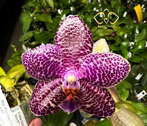 Phal. Mituo Gigan Dragon 'Mituo #11' - Orchibias