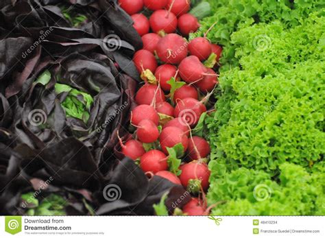 Lollo Rosso, Radish and Lollo Bionda Stock Photo - Image of good ...