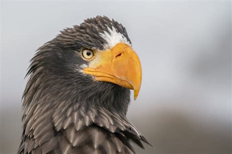 Famous Vagrant Steller’s Sea Eagle Returns to Maine in 2023 | World Birds