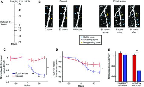 Structural Dynamics of Spines on Inhibitory Neuron Dendrites (A) Time ... 