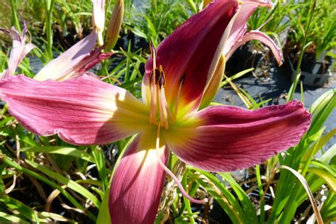 Hemerocallis Lake Norman Spider Pépinière de plantes vivaces