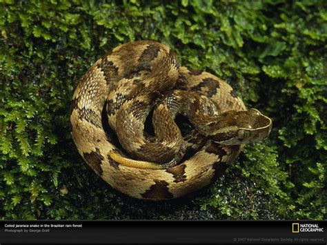 animals, Snakes, National, Geographic, Reptiles Wallpapers HD / Desktop ...