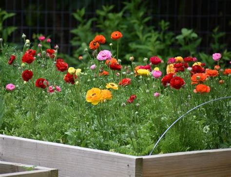 How To Grow Ranunculus Expert Tips For Vibrant Blooms