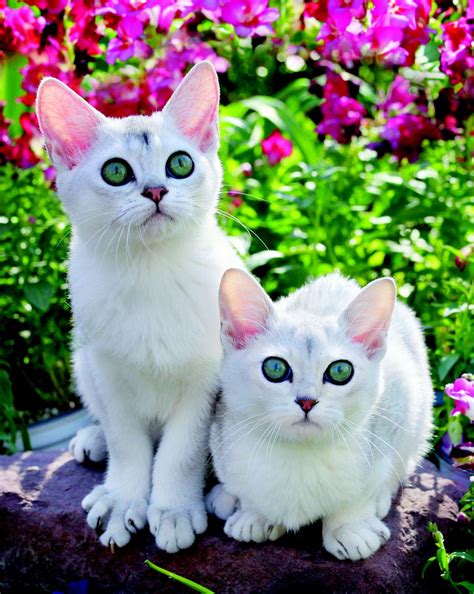 Beautiful Rare Cat Breeds Pets Lovers