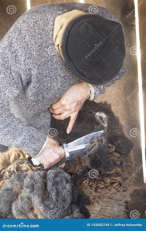 Venerable Sheep Shearer Using Hand Tools in a Connecticut Barn Stock ...