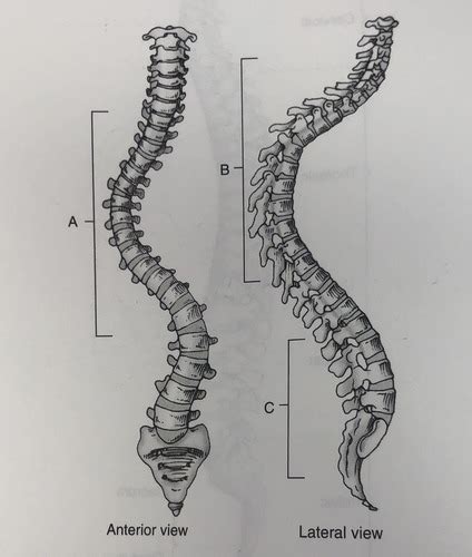 C Spine Labeling Flashcards Quizlet