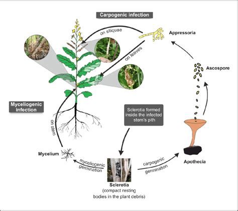 Mustard Seed Plant Life Cycle