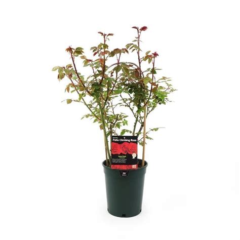 Climbing Patio Rose Love Knot 4 Litres Roses Tates