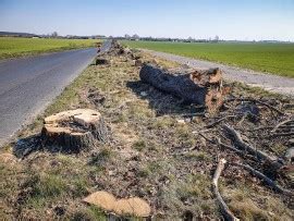 Rusza Wycinka Drzew Na Trasie Goniembice Osieczna Maj Znikn Do