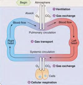 Circulatory Systems Flashcards Quizlet