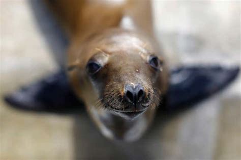 Warming Oceans Have Flooded California With Starving Sea Lion Pups