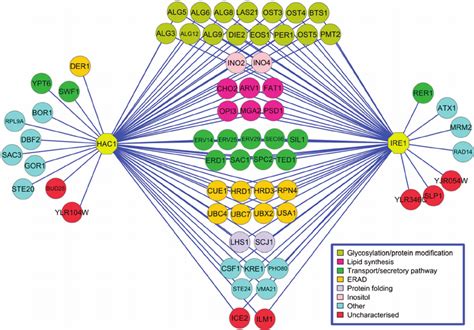 Genetic Interaction Network Depicting The Overlap Of Interactions