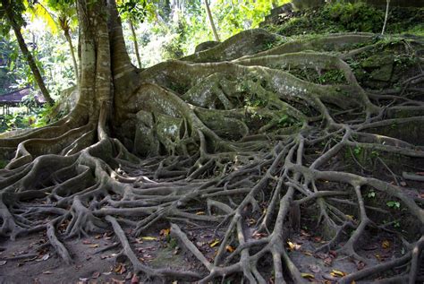 11 Trees With Invasive Roots Australia