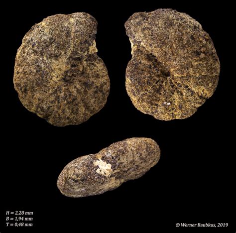 Reticulophragmium Acutidorsatum Kobrow Germany Chattian Oligocene